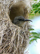 Mayotte Sunbird