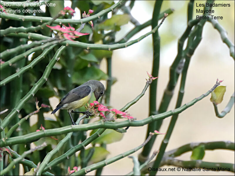 Mayotte Sunbird male immature, identification, eats, Behaviour