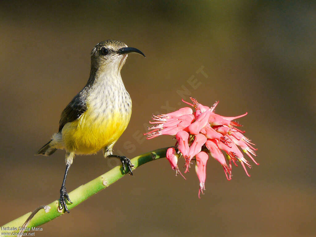 Mayotte Sunbird female adult breeding, identification, Behaviour