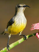 Mayotte Sunbird