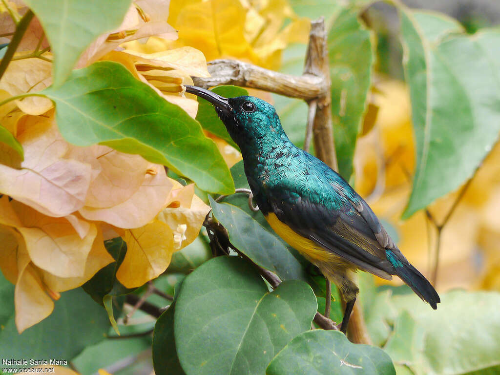 Mayotte Sunbird male adult breeding, identification, feeding habits, eats