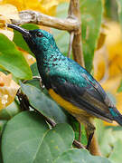 Mayotte Sunbird