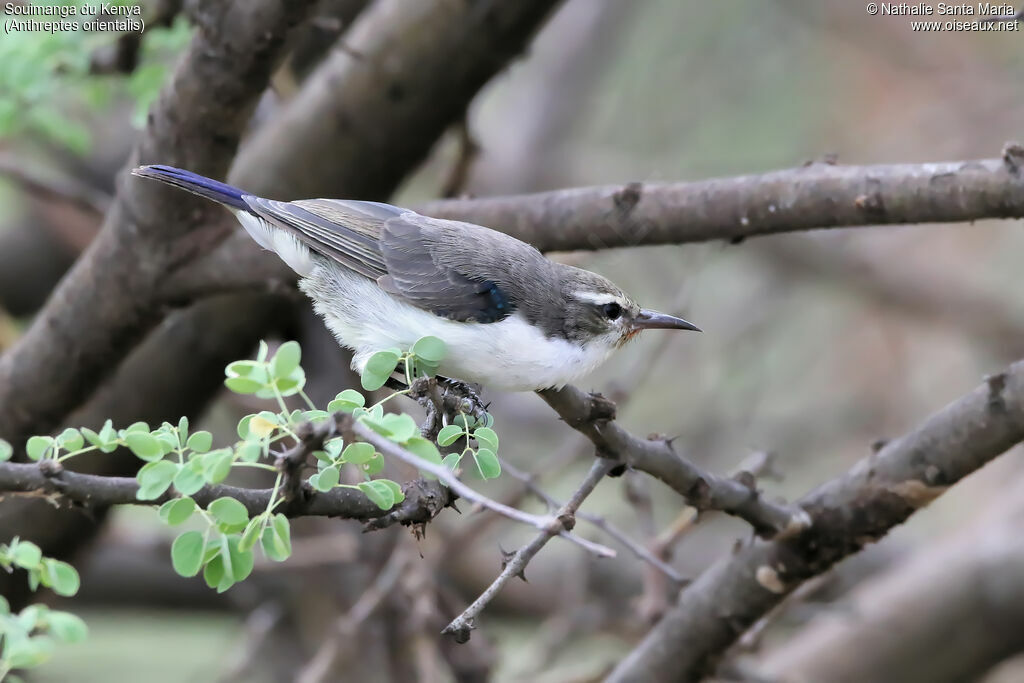 Souimanga du Kenya femelle adulte, identification, habitat