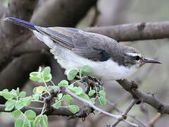 Eastern Violet-backed Sunbird