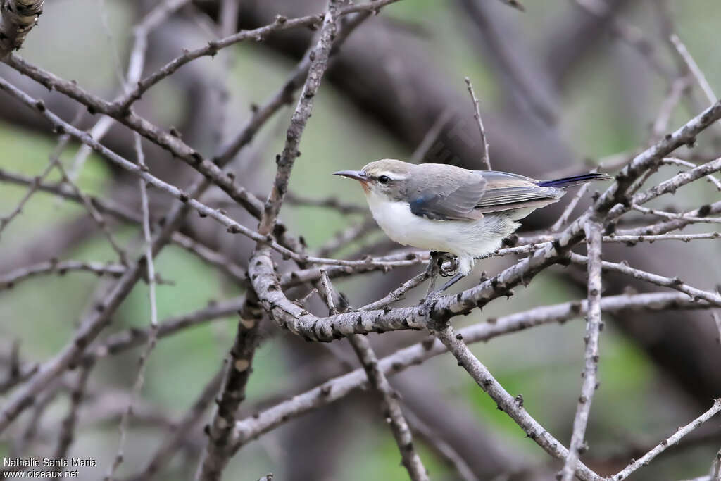 Eastern Violet-backed Sunbird female adult, identification