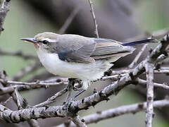 Eastern Violet-backed Sunbird