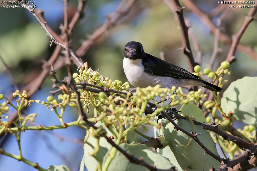 Souimanga du Kenya mâle adulte, identification, habitat