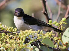 Eastern Violet-backed Sunbird