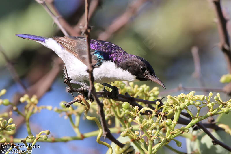 Eastern Violet-backed Sunbird male adult, identification