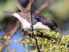 Eastern Violet-backed Sunbird