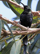 Tacazze Sunbird