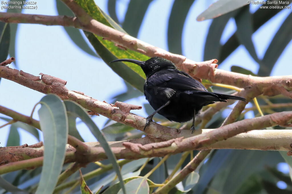 Tacazze Sunbird male adult breeding, identification, habitat