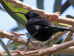 Tacazze Sunbird