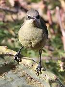 Tacazze Sunbird