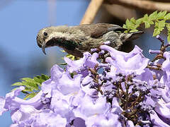 Tacazze Sunbird