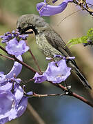 Tacazze Sunbird