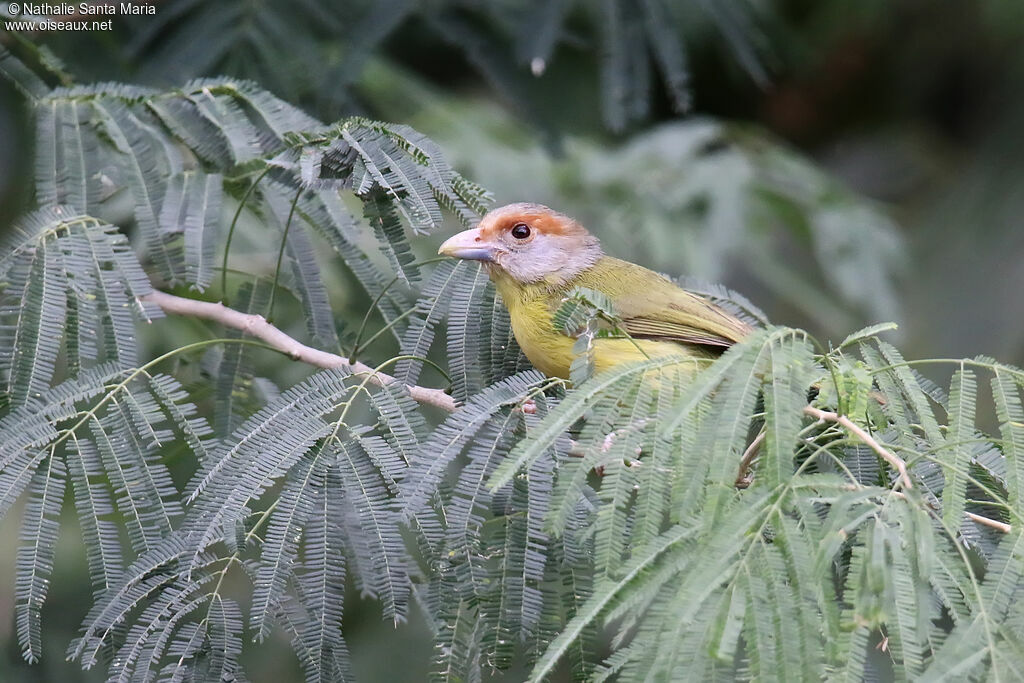 Rufous-browed Peppershrikeimmature, identification