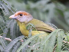 Rufous-browed Peppershrike