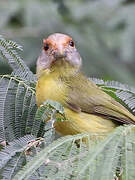 Rufous-browed Peppershrike