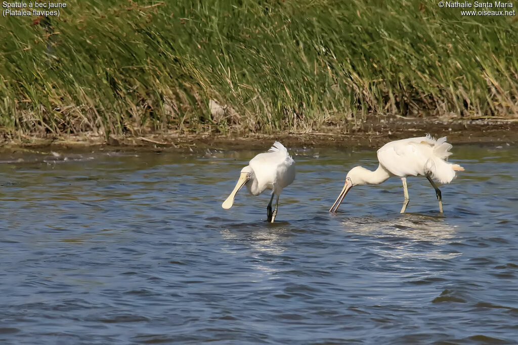 Yellow-billed Spoonbilladult breeding, identification, walking