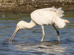 Yellow-billed Spoonbill