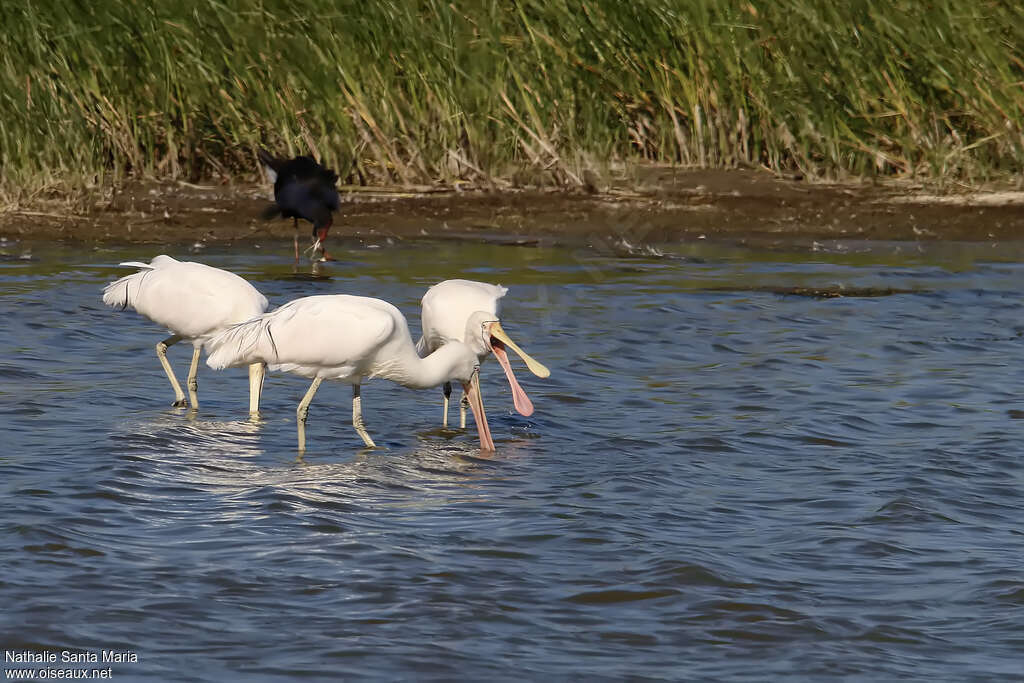 Yellow-billed Spoonbilladult breeding, fishing/hunting