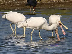 Yellow-billed Spoonbill