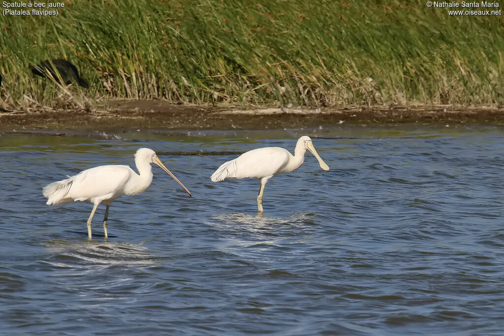 Yellow-billed Spoonbilladult breeding, identification, walking