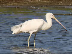 Yellow-billed Spoonbill