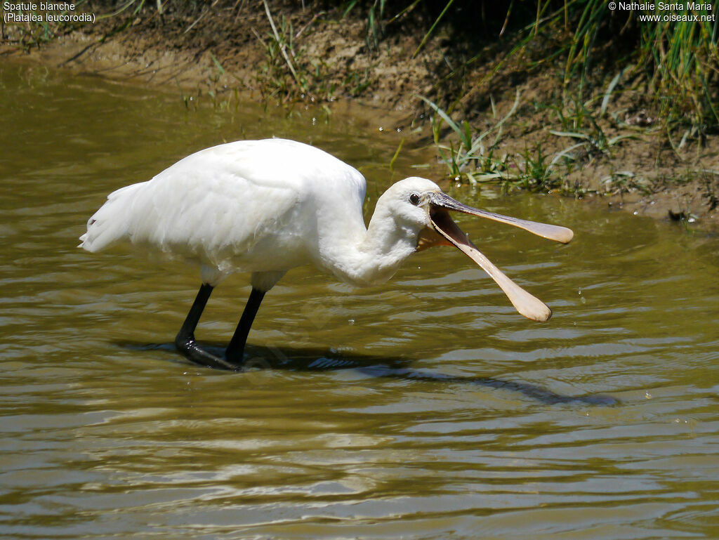 Spatule blancheadulte, identification, marche, pêche/chasse, Comportement