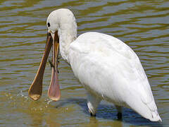 Spatule blanche