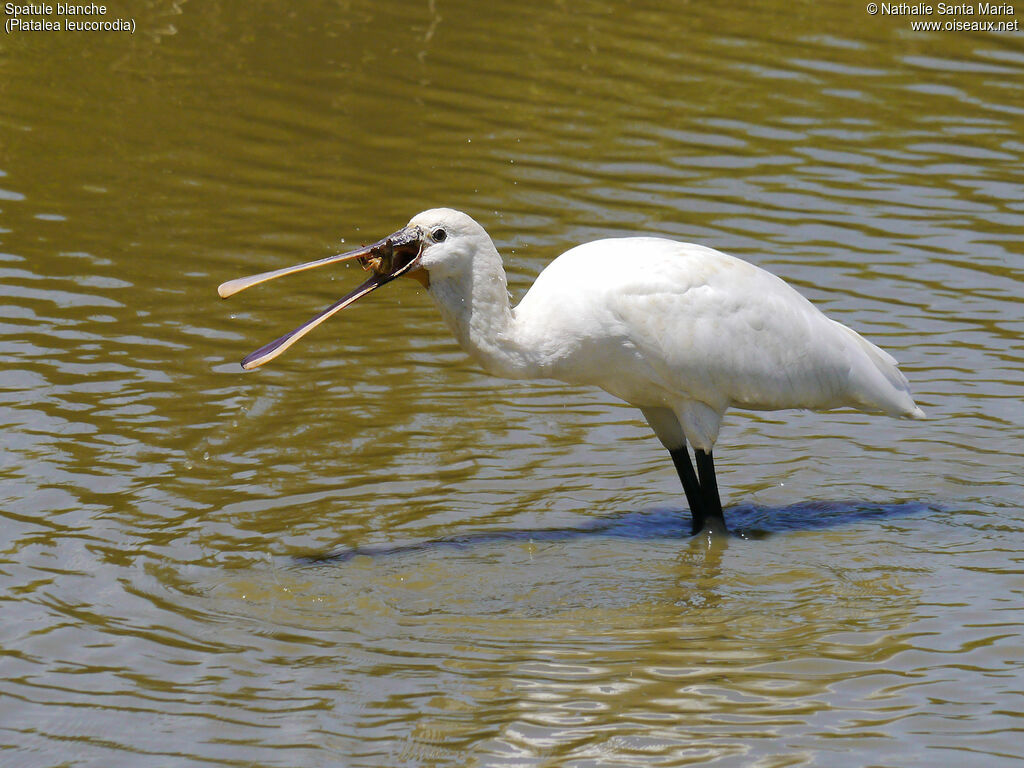 Spatule blancheadulte, identification, habitat, régime, mange