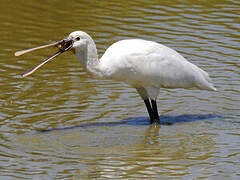 Eurasian Spoonbill