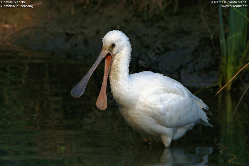 Spatule blanchejuvénile, identification, habitat, Comportement