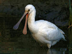 Eurasian Spoonbill