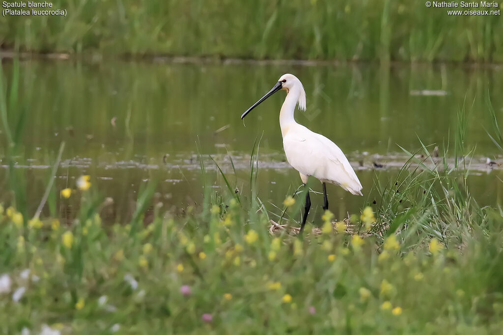 Eurasian Spoonbilladult breeding, identification