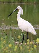 Eurasian Spoonbill