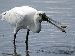 Eurasian Spoonbill