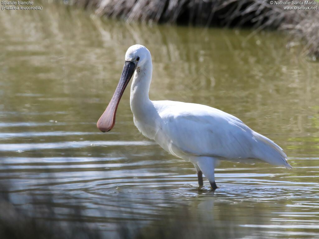 Eurasian Spoonbilljuvenile, identification, habitat, walking, Behaviour