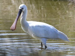 Eurasian Spoonbill