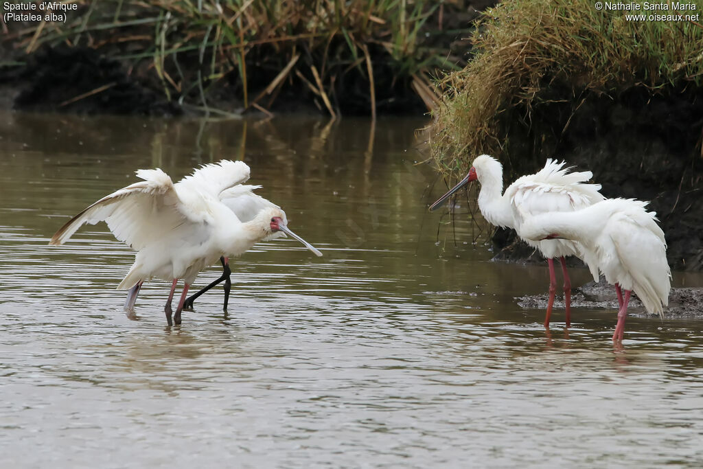 Spatule d'Afriqueadulte, identification, habitat, soins, Comportement