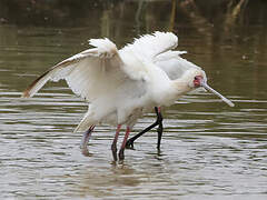 African Spoonbill