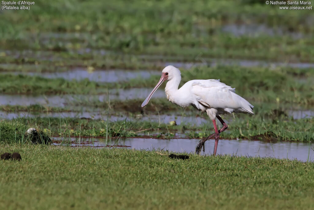 African Spoonbillimmature, identification, habitat, walking