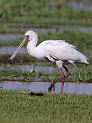 African Spoonbill