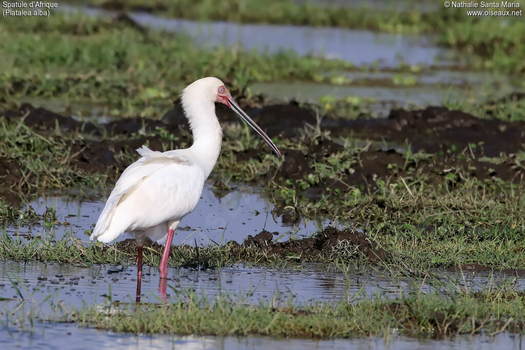 Spatule d'Afriqueadulte, identification, habitat