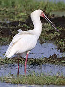 African Spoonbill