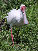 African Spoonbill