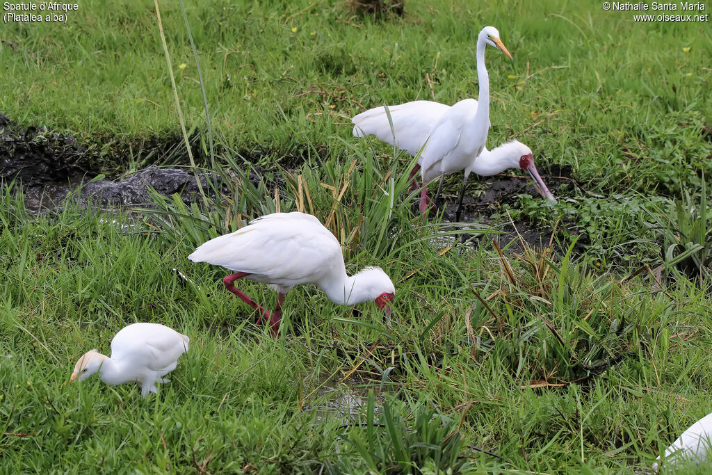 Spatule d'Afriqueadulte, identification, habitat, pêche/chasse