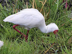 African Spoonbill