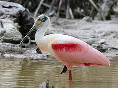 Roseate Spoonbill